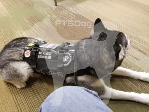 31957337_2215676228662421_4315420003277996032_n